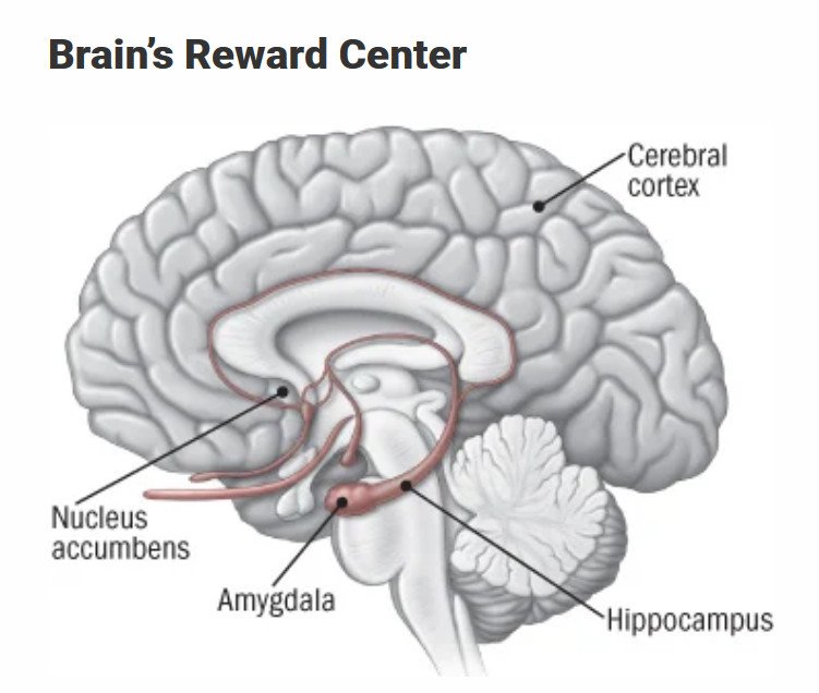 brains-reward-centers