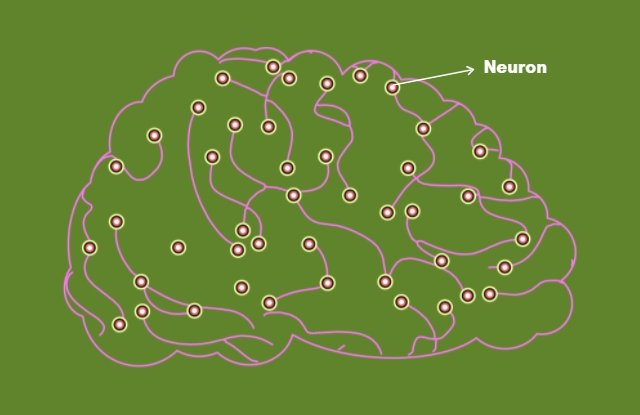 neurons inside the brain